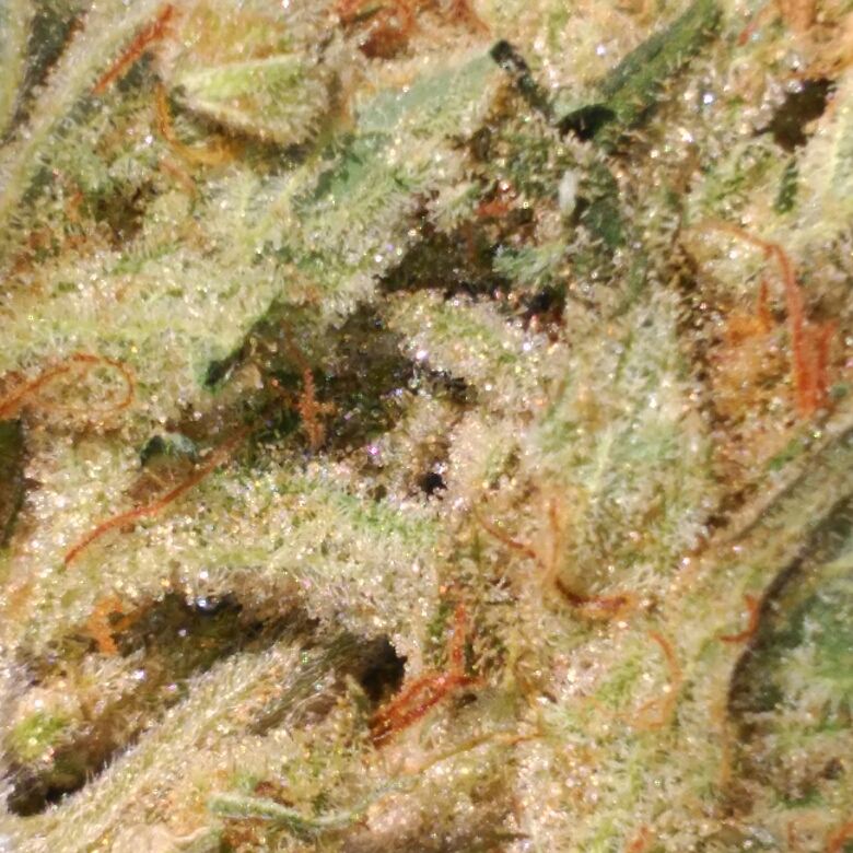 Solo_Weed's tweet photo. Lemon cheese de Heavyweightseeds https://t.co/cCNp7V3kP8