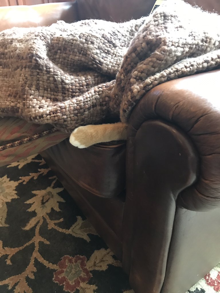 Dazeecat's tweet photo. @LilyLuWhoT @IamRustyCat @TiggyBean @mewmewmurphy @moviecandi @NoCrybabyDoGs @snoopytheonly @Skeeterthetabby We great!Jack  good but I think the couch tryn to eat hims https://t.co/XkrxunTOpb