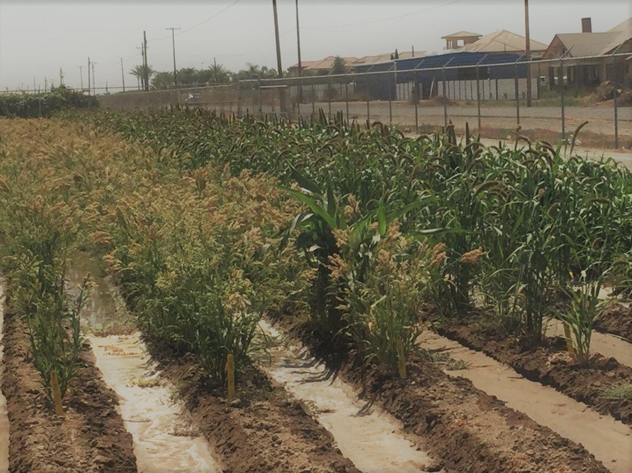 MilletProject's tweet image. #Millet at #Kearney Ag Station looking good! Excited to compare with Berkeley and Pullman. @ucanr @Hcedric3 #spreadmilletlove