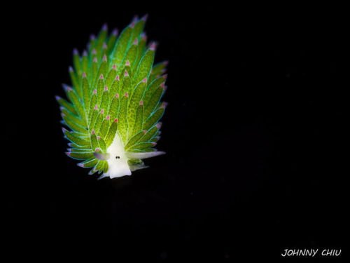 InfoMyT's tweet photo. Aspecto de la babosa oveja de mar (Costasiella kuroshimae). https://t.co/clx2Xgo6GA