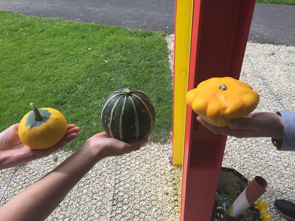 Gorgeous pumpkins and squash from the amazing north inner city Dublin garden that is  <a href="/hardwickegarden/">Hardwicke Garden</a> thanks @jardimdojay