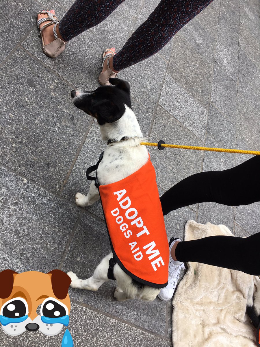 VCurrentAffairs's tweet photo. Hewy was named after Heuston Station, where he was found. πΆ#adoptme #dogsaid https://t.co/ohxwFAVEAv