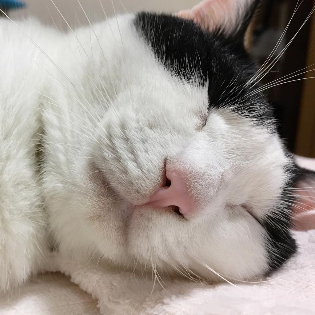 MacPhaeton's tweet photo. 今日はお留守番してたはずなのに本気で爆睡のるーさんなのです。

#白黒猫 #子猫 #ネコ #猫 #ねこ #ハチワレ #はちわれ #ヅラ猫 #保護猫 #tuxedocat #kitten #cat #cats #chat #cat… https://t.co/B0pWYgZX7Q https://t.co/NHxcUzJYqa