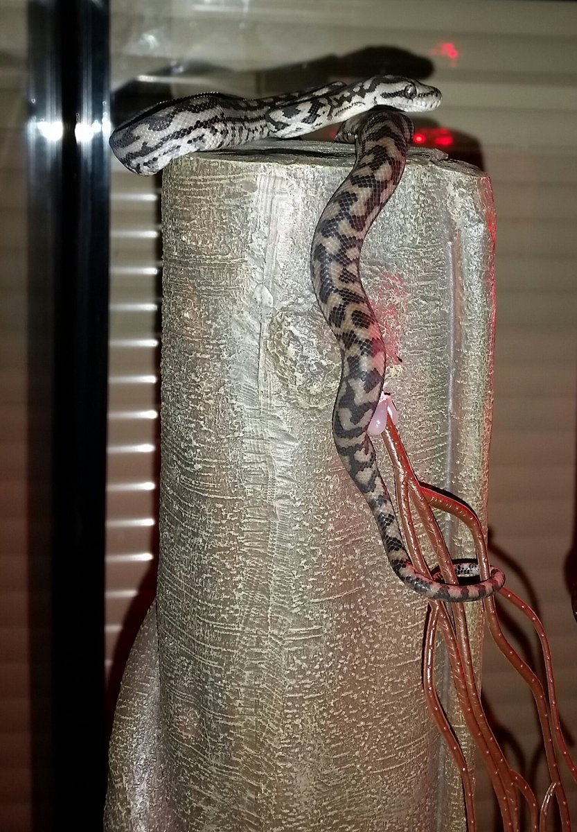 HORNxMEISTER's tweet photo. Shenron ate for the first time since bringing him home last night, he's heaps more active now 😆 #MurrayDarlingCarpetPython #JustAbaby ❤ https://t.co/ySgejnRPrR