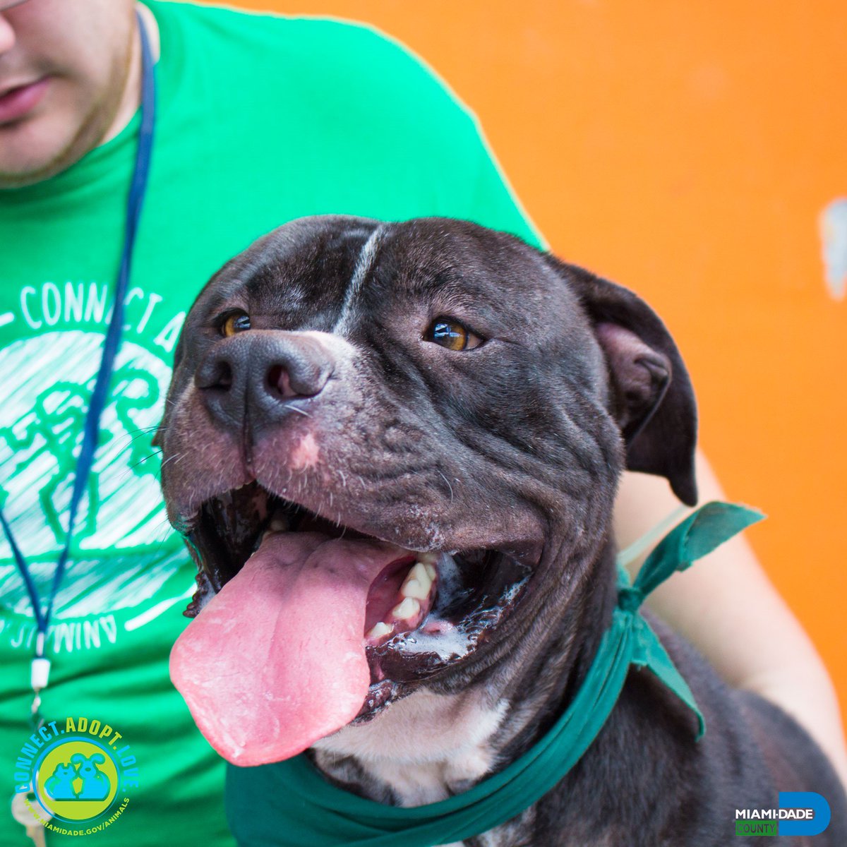 AdoptMiamiPets's tweet photo. Diesel #A1713715 is a fun-lovin' #BigMutt! This 3 y/o #Terrier can't wait to find a forever home. Adopt him today! #Miami #FurryFriend https://t.co/QyPMYHPg00