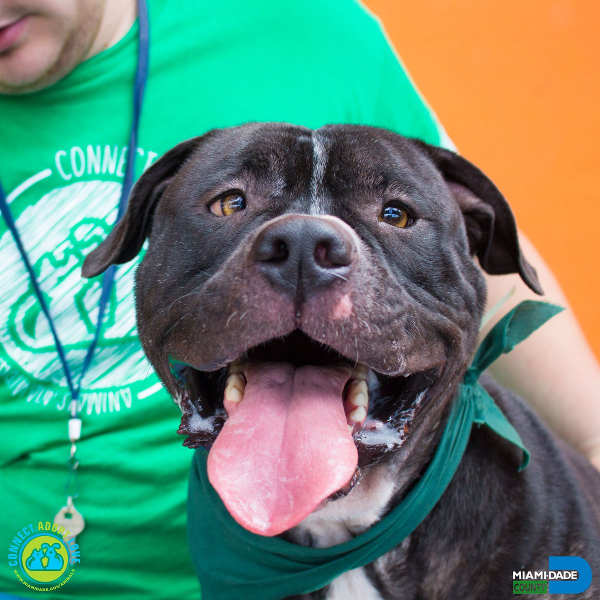 AdoptMiamiPets's tweet photo. Diesel #A1713715 is a fun-lovin' #BigMutt! This 3 y/o #Terrier can't wait to find a forever home. Adopt him today! #Miami #FurryFriend https://t.co/QyPMYHPg00