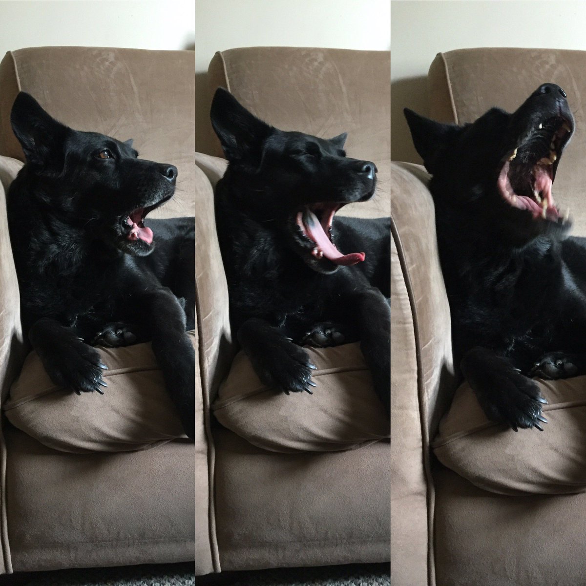 screamqueen084's tweet image. Kaylee! #dogsofwftda #dogsofwoofta