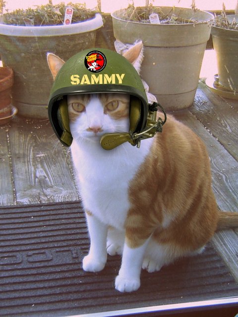aurora3s's tweet photo. #zzst  Gots my helmut on just in case things get ruff!  (LOL...pun!) Wats the heck are we doin??? https://t.co/KecI5ZduRK