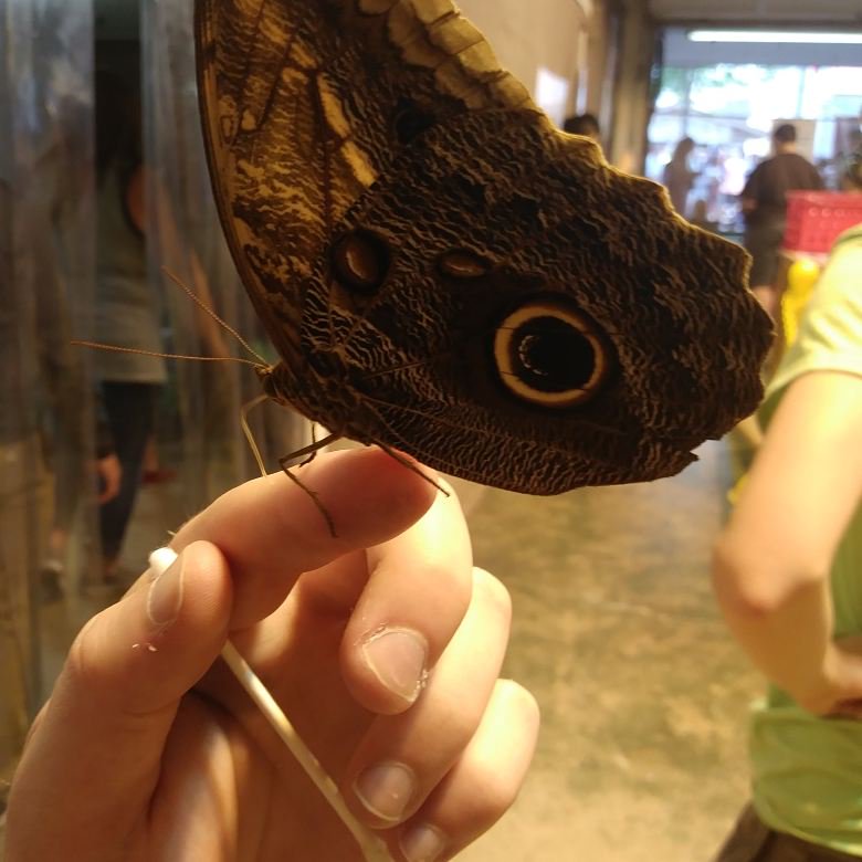 MicahDLynch's tweet photo. Butterfly garden! #socool https://t.co/nDPYOqmBzX
