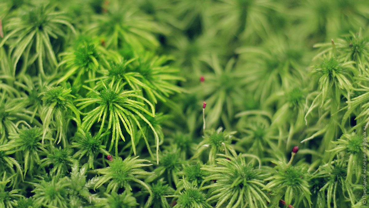 ecokld's tweet photo. Moss named sphagnum. #Photos of #nature. https://t.co/0gd9PZTncr https://t.co/ObHsrAjIn1