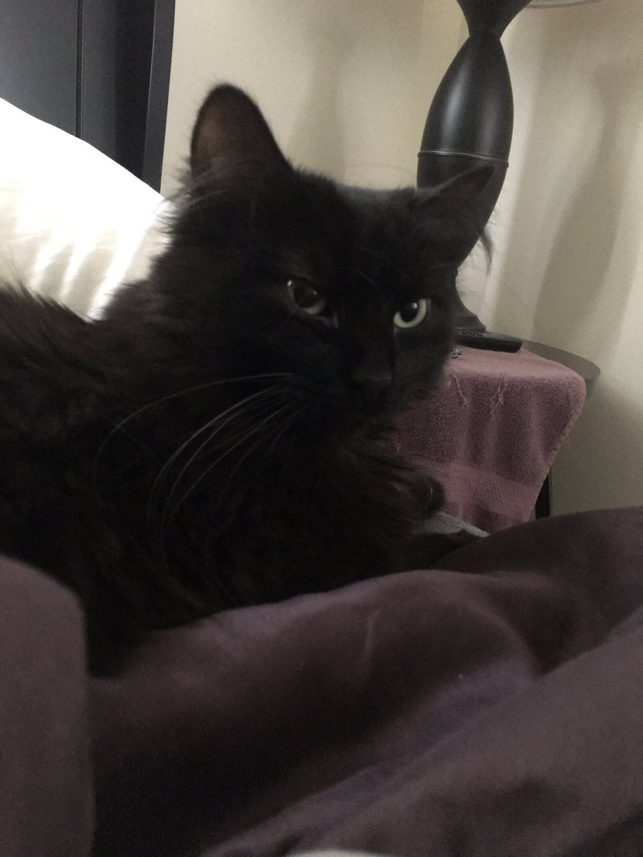 || This is the good morning kitty