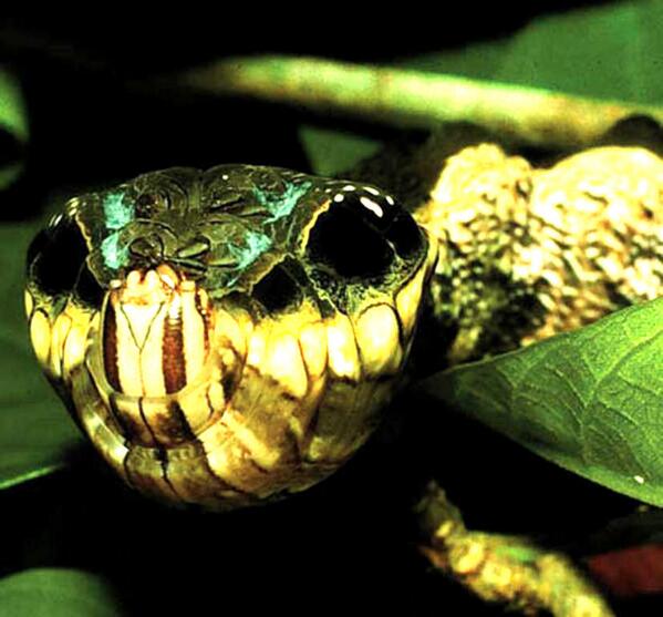 InfoMyT's tweet photo. No es una serpiente. Es la oruga Hemeroplanes triptolemus que finge serlo para evadir depredadores. https://t.co/1JUhY9mie5