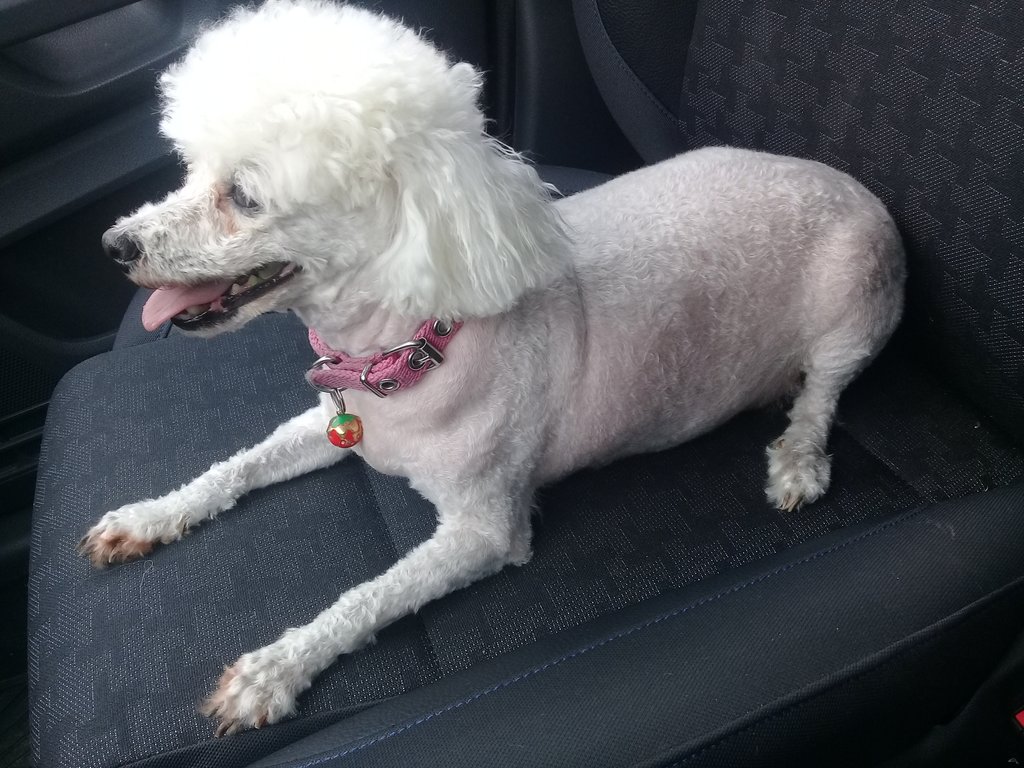 RocioDuarrte's tweet photo. Sábado de peluquería #Jazmo💁💗🐩 https://t.co/TsnilvPGVN