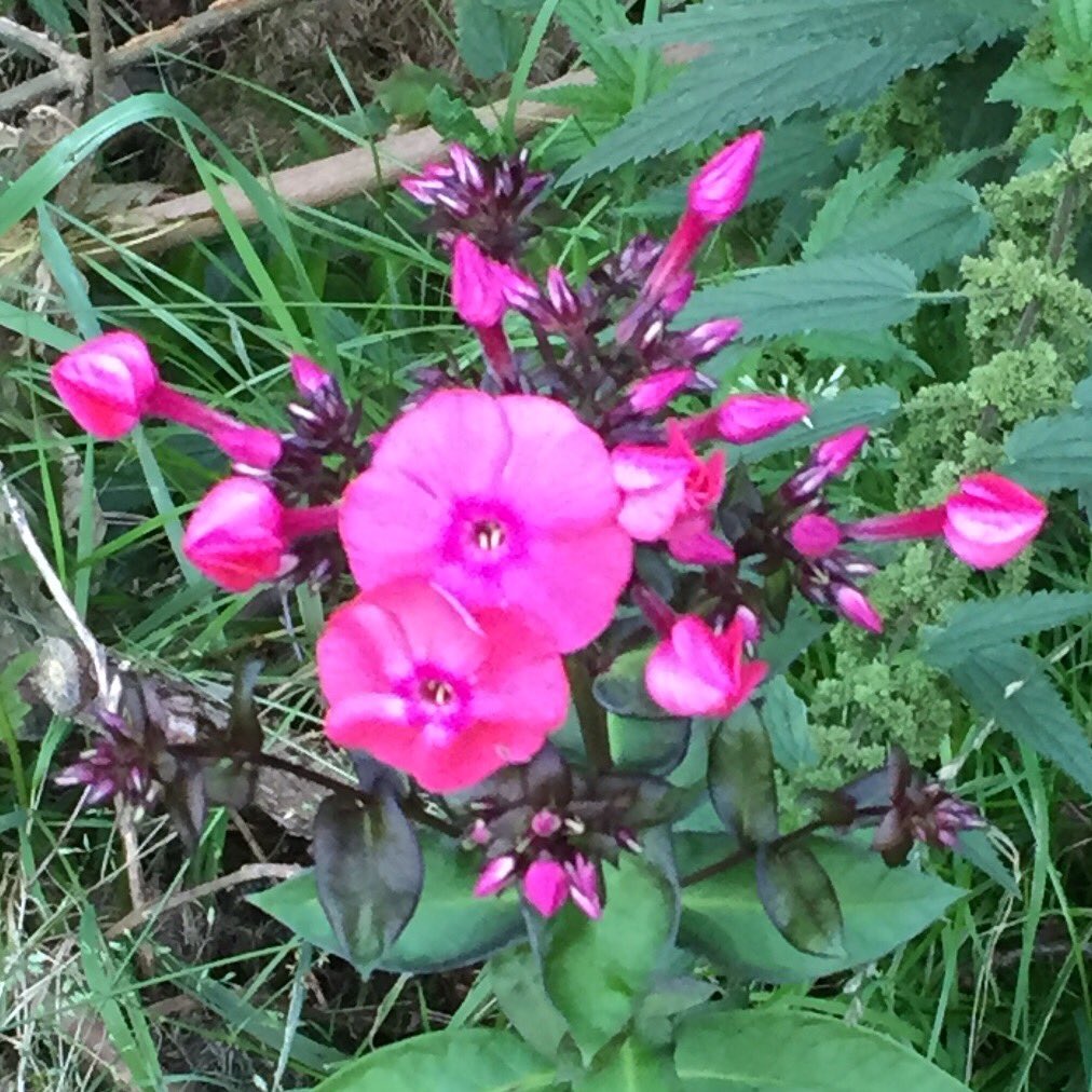 <a href="/RonaJawetz/">Rona Jawetz</a> <a href="/barrettric/">Rick Barrett</a> <a href="/coffeenchoco/">⊱jen⊰ (rising like a phoenix from the ashes)</a> <a href="/pjl1015/">pjl1015</a> @PJL813 <a href="/cherylpostlethw/">cheryl postlethwaite</a> <a href="/Tridon1955/">Don55</a> <a href="/sheilapierce2/">sheila pierce</a> <a href="/norareggie640/">nora dowling</a> @DeadHeadAZ <a href="/webprecision/">🌊ÐЄÂÐĦЄÂÐ ÐÂИ🌊</a> <a href="/deal4jackstraw/">ɢᴀɴɢ ɢʀᴇᴇɴ ɢᴏɴᴢᴏ</a> @420Deadheadman <a href="/fat_man_rocks/">Jerry!</a> <a href="/tg869/">tg869</a> @Cray10Angie <a href="/kjmr97FM/">Jim Rupert</a> <a href="/Jatwiterj/">Live4FlatFive</a> <a href="/happygolfwidow/">ChRisSyTiNa</a> <a href="/almostablaze/">brian</a> @JoeAce967 <a href="/Easydoesitdude/">Marqee Suede</a> <a href="/ZeroGBadillion/">@zgb.bsky.social</a> <a href="/69mangoman/">Mangomann</a> <a href="/kelly44jackson/">KellyBlue</a> <a href="/tucker_keli/">gr8ful_terrapin</a> <a href="/staci_SSS/">Staci</a> <a href="/leonarddallas2/">MoonChildChuck</a> <a href="/ajskrhg829/">Alto'荘太'Greenfield🐢👧👦</a> <a href="/peacenick1/">peacenick</a> @ikoikomo61 <a href="/WSDAH/">wallstreetdeadahead</a> <a href="/LoveYeager/">Krystle Yeager</a> <a href="/gr8flDog/">Ronda Castle</a> <a href="/OceanGardenSun/">Everything is Energy</a> <a href="/rhiannon55555/">rhiannon valenti</a> @ohcannabeth @Mblodnieks314 <a href="/Ellorah3/">Laylah Alex Bruckner</a> <a href="/tdenise_popa/">Denise</a> <a href="/craigtimms123/">Craig Timms</a> <a href="/EstillMarion/">Marion Estill</a> @Berthagoodlovin <a href="/AtlanticRecords/">Atlantic Records</a> Thanks Rona 🌹Here are some Norwegian  Wild flowers ✌️❤️🎶