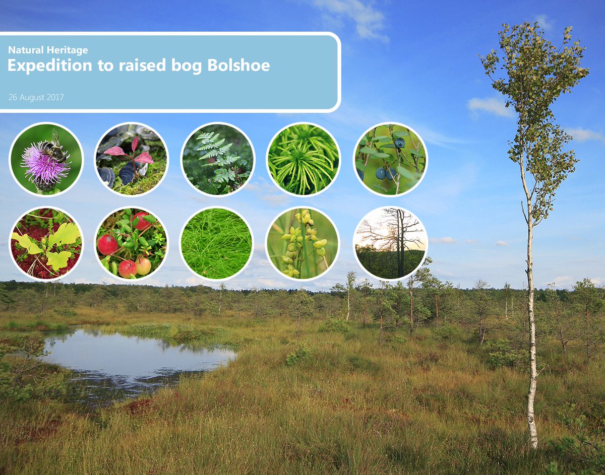 ecokld's tweet photo. What is a raised bog? #nature #ecology https://t.co/0gd9PZTncr https://t.co/mDwvdfTIZt