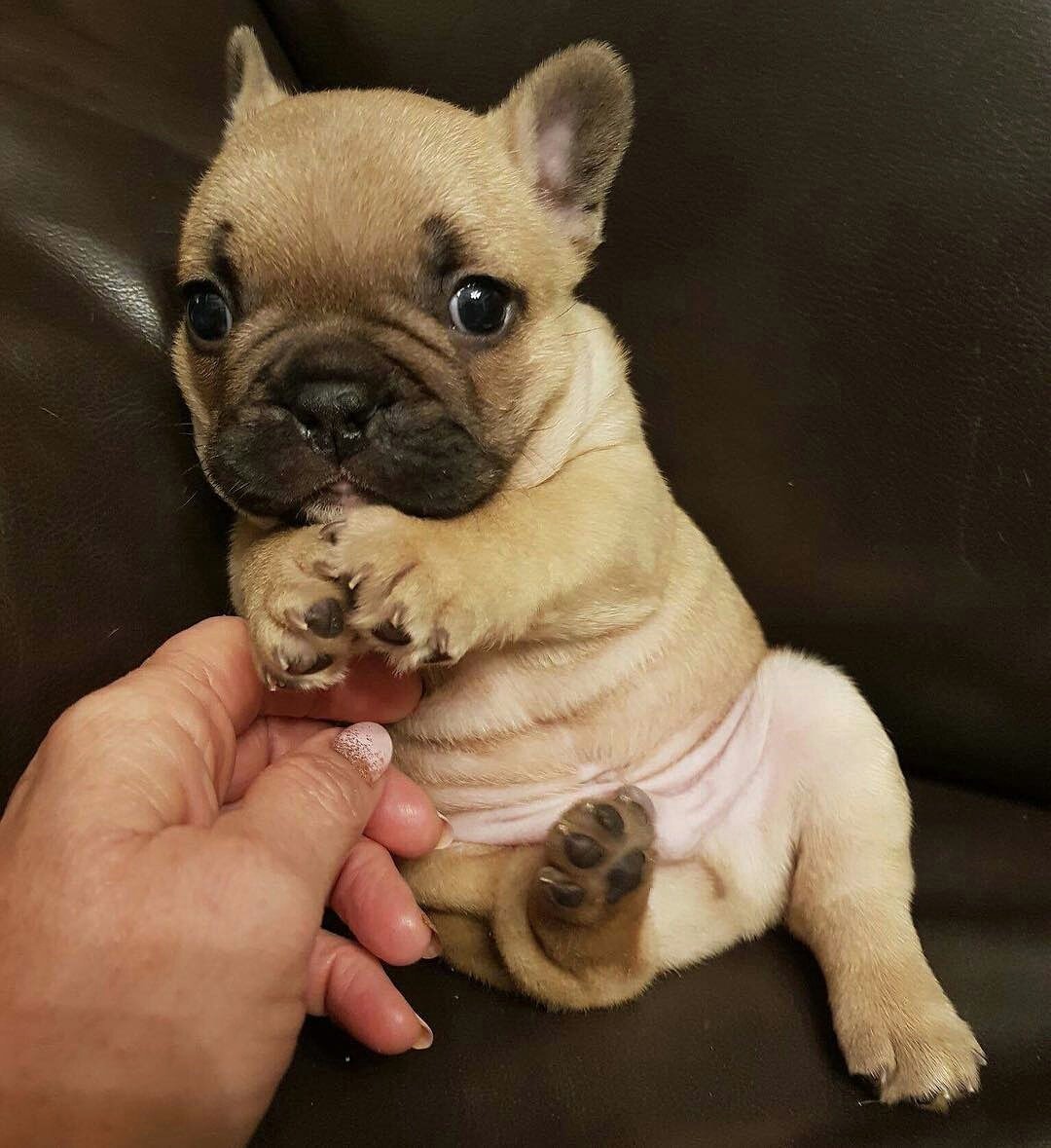 Daily_Frenchie's tweet photo. 💜 P E A N U T 💜 @peanutbutton_
#frenchbulldogs #frenchie #dog
#frenchbulldog #frenchies #dogs
#puppies #bulldogs #bulldog
#puppy #puppylove https://t.co/oU7TmA4ZeA
