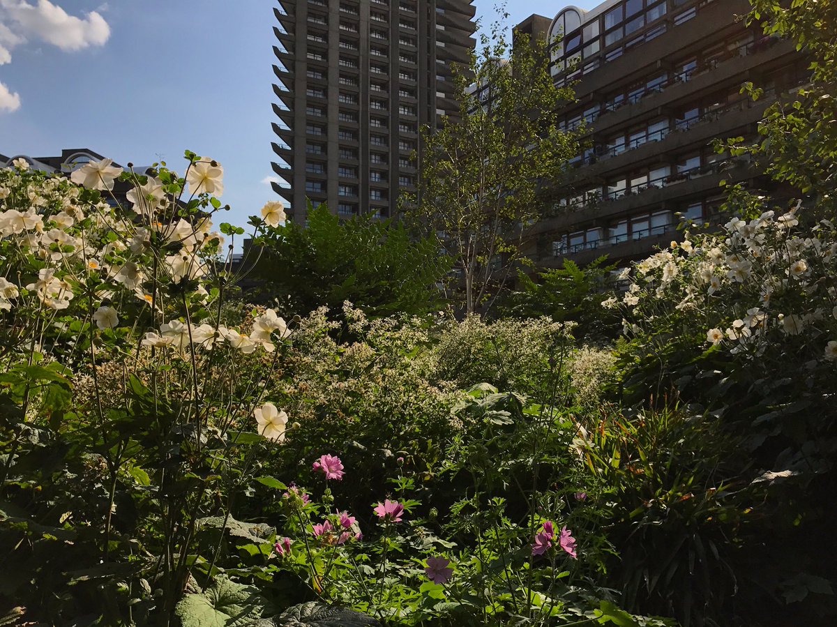 nickmuk's tweet photo. Barbican gardens by Nigel Dunnett looking stunning in the late season sunshine .#summergardens https://t.co/YcjjQtpgDi