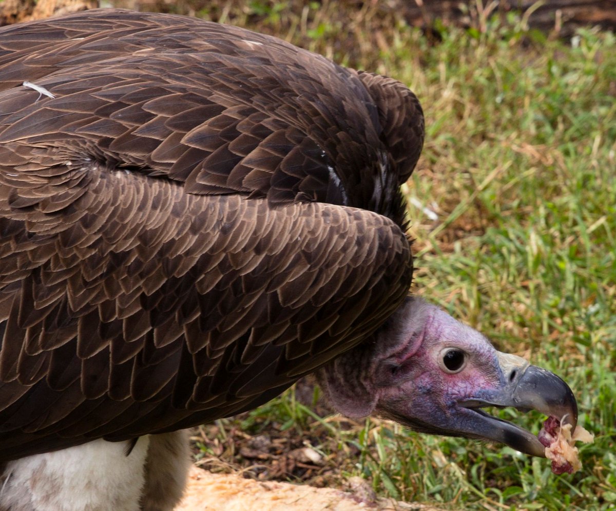 ZooATL's tweet photo. The greatest threat vultures face is poison: either poachers intentionally poisoning carcasses or using poisonous lead ammunition. #IVAD2017 https://t.co/gEOL3gi62E