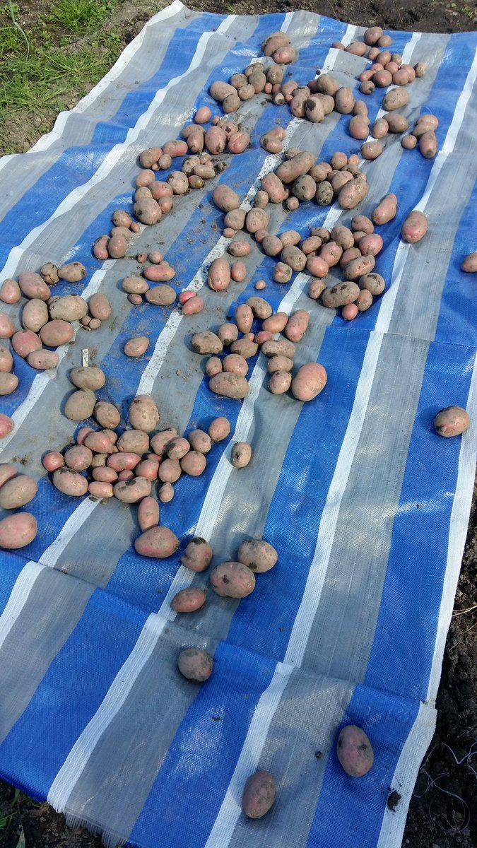 Potato crop #allotment #dadworkinghard #plot4