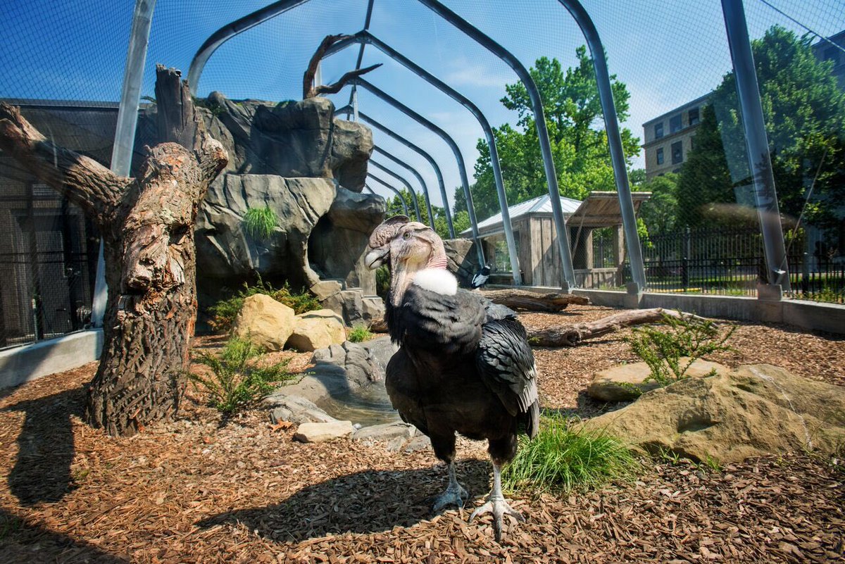 National_Aviary's tweet photo. It's #InternationalVultureAwarenessDay! Come visit our Andean Condors, one of the largest flying birds with a wingspan over 10 ft. #IVAD2017 https://t.co/SuOOsSUzO9