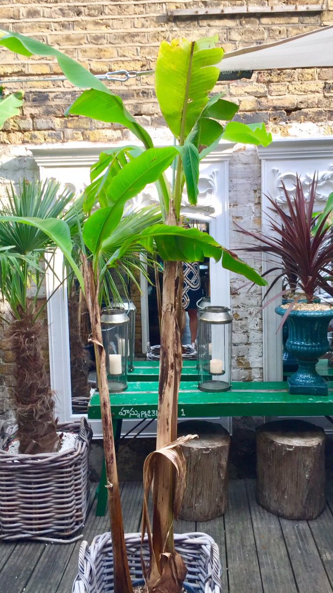 LittleBirdW4's tweet image. 🍋How about Being outside this evening ... we've got amazing gardens to enjoy 🌱🍋🍃