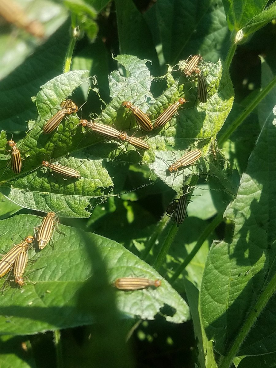 jdthornsbrough's tweet photo. In a CPS plot field.#west kentucky https://t.co/IhNGQSTv1T