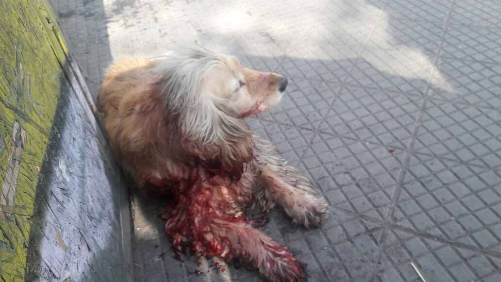 PerrosPlazaHuem's tweet photo. Atropellado san diego con placer #Santiago #Nomasrodeo RT @INFORMADORCHILE @infogatecl @DonDateador @F_GarrasyPatas @betohi @DanielVitis https://t.co/3U52WVLK6r