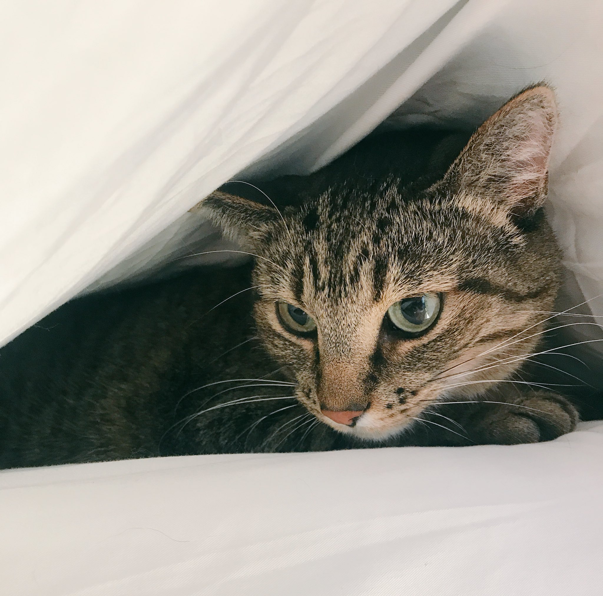 Ian Hecox on Twitter "Poor scaredy cat hides under covers while boy