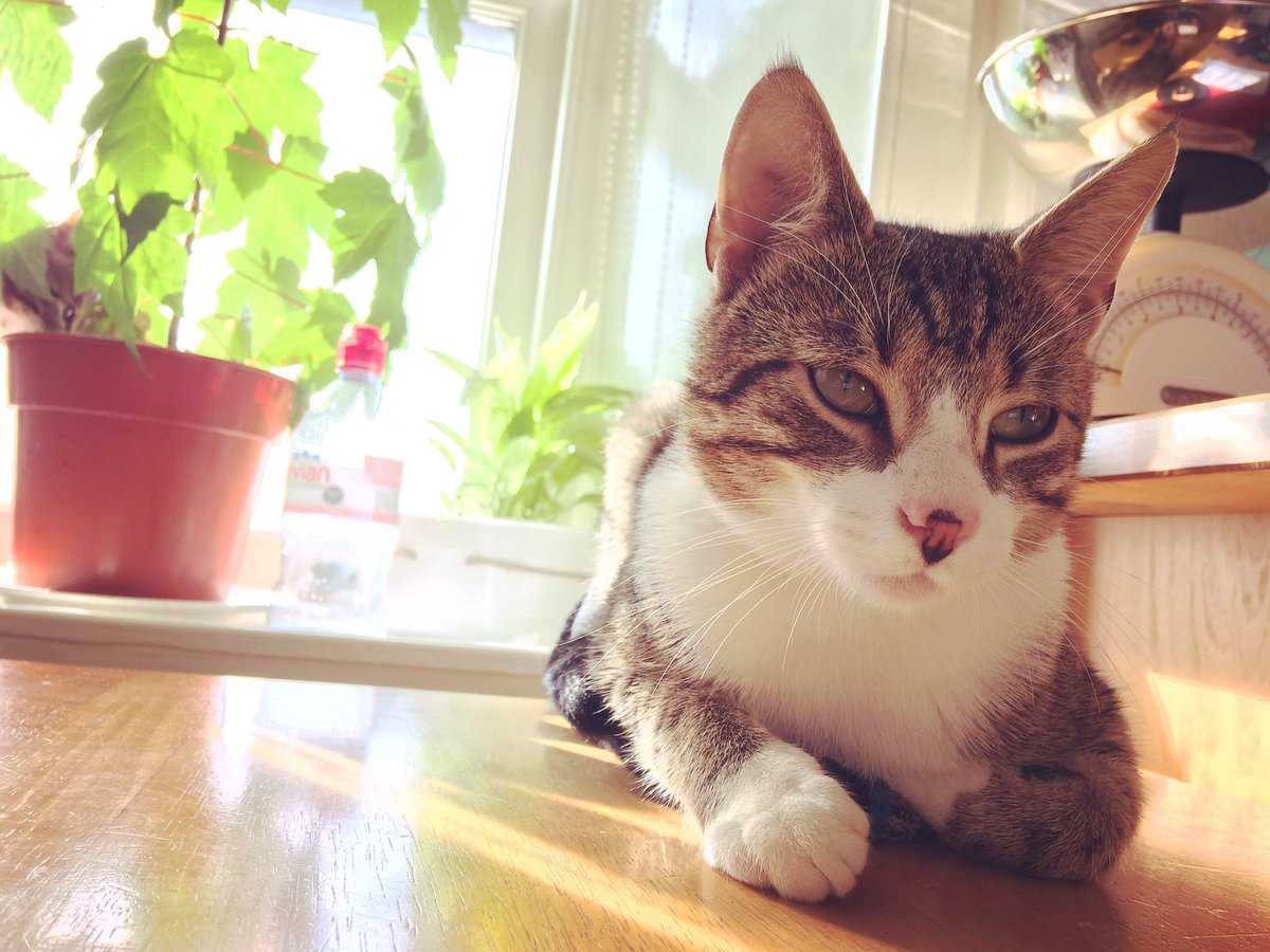 LanaElaineF's tweet photo. What? I'm not sitting on the table!! I'm sitting on a hat...which happens to be on the table. #kitten #notallowed #rulebender #cheekykitty https://t.co/cAcNERUnpe