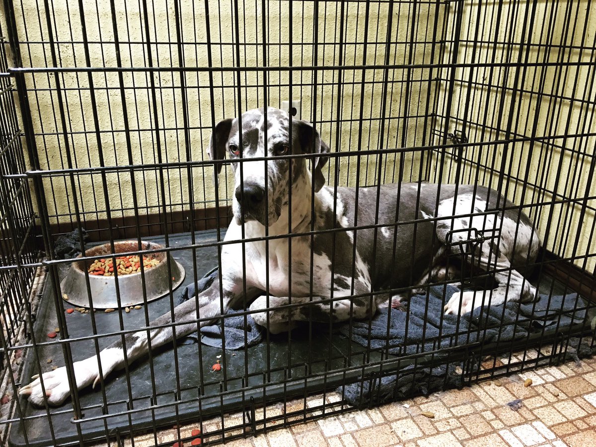 Logan_TheGiant's tweet photo. My Mom #logan #loganthegiant #loganator #daddy #greatdane #merlequin #merlequingreatdane #merlequindane #puppy #family #puyallup #WA https://t.co/21eF9sGDWO