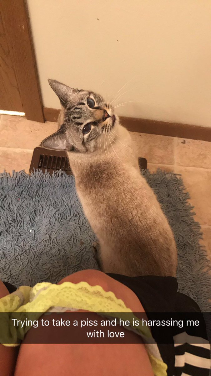 EverestTheCat's tweet photo. Comment Greek yogurt and see what happens. #kitty #cat #cuteanimals #pet https://t.co/s900TkQQUx
