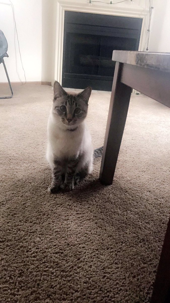 EverestTheCat's tweet photo. Comment Greek yogurt and see what happens. #kitty #cat #cuteanimals #pet https://t.co/s900TkQQUx