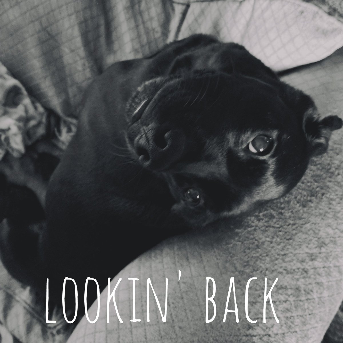 AnakinFessler's tweet photo. Lookin' Back
Photo by @JamieFessler https://t.co/Fdl18XMnOu
