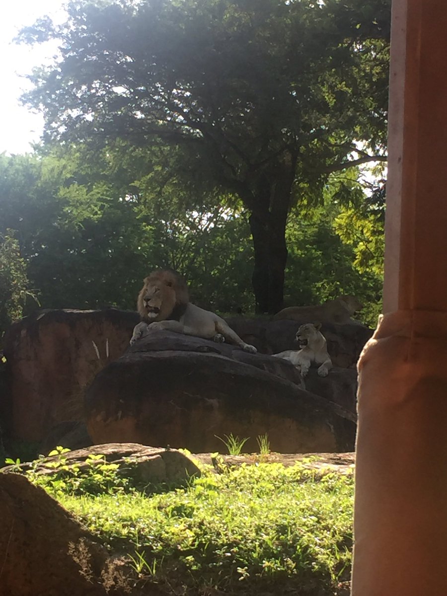 TOPPER_VB's tweet photo. Animal Kingdom!!!  🦁🐘😱💪#toppervb https://t.co/k58YRjF3uq