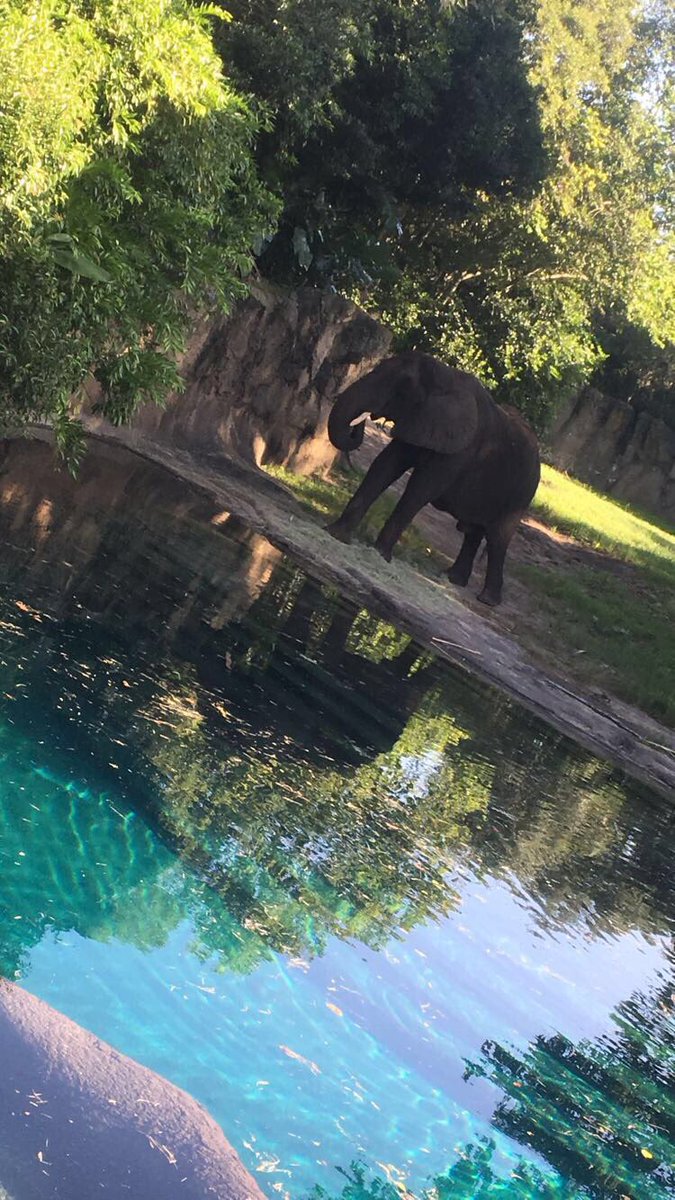 TOPPER_VB's tweet photo. Animal Kingdom!!!  🦁🐘😱💪#toppervb https://t.co/k58YRjF3uq