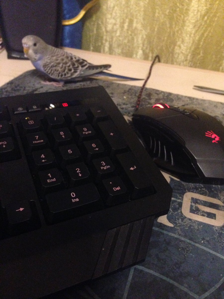 Любитель папугов (@MalerMilena) | Twitter