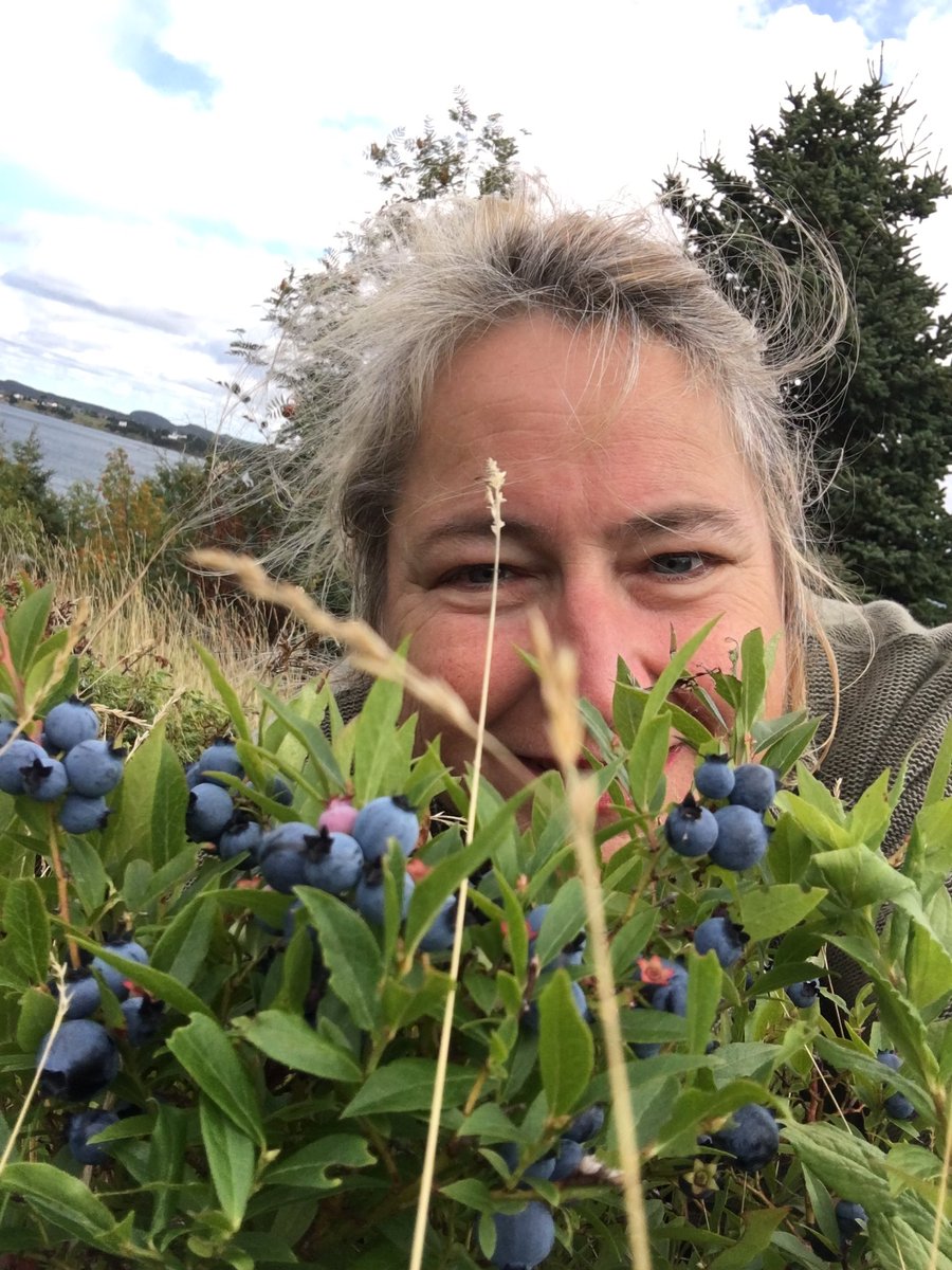 KathieHicks's tweet photo. Something special about finding big patches of blueberries on your land. #labordayberrypicking #ColeysPoint https://t.co/LDQeJar9dP
