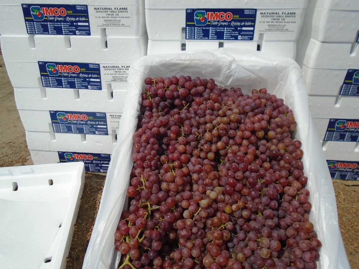 SimonianFruit's tweet photo. First day packing natural flame grapes #NaturalFlames #SFC #SIMCO #SimonianFruit #GrapesfromCA #CaliforniaGrapes #Flames #FlameGrapes https://t.co/Q1pGNtocUR