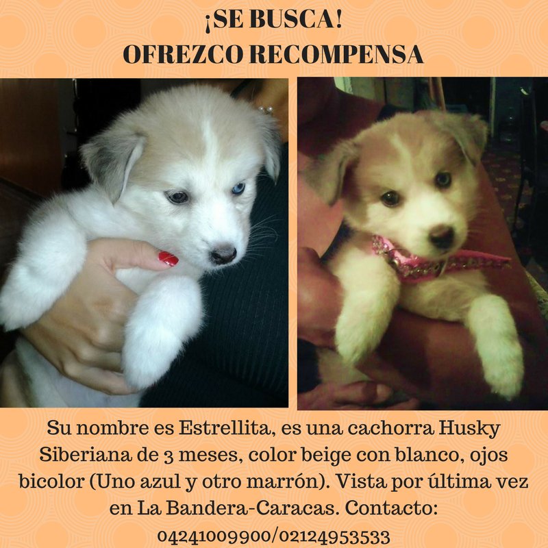 ElNacionalWeb's tweet photo. ¡SE BUSCA A ESTRELLITA! Desaparecida desde el día miércoles 30/08. Fue vista por última vez en La Bandera-Caracas. https://t.co/VY80vYkjlq