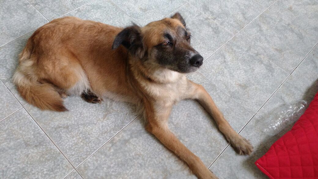 bichofeliz_arg's tweet photo. #YoDifundo a Zsa Zsa ingreso en un hotel de #flores  y becesita un hogar urgente RT
Contacto 11 31605443 https://t.co/VbnKmwDtwX