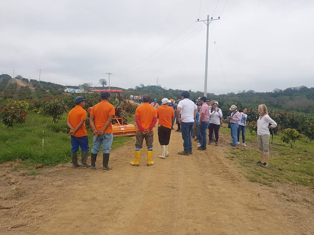Anecacao_Ecu's tweet photo. Durante el Día de Campo del Congreso Técnico de Cacao en la hacienda La Bellita.
#CUMBREMUNDIALCACAO #anecacao #aprocafa #expoplaza https://t.co/J9tjWS8l7s