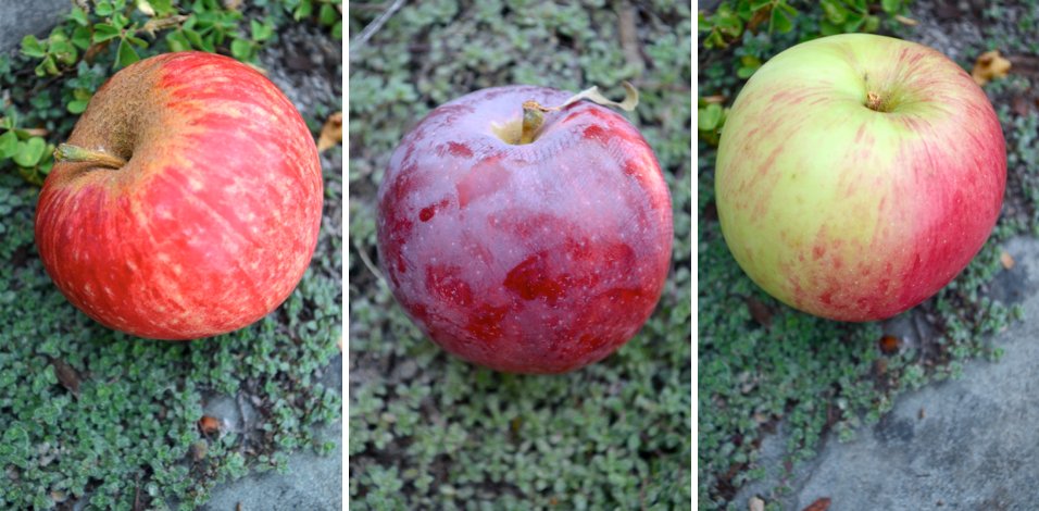 3DBrewing's tweet photo. 38. Did You Know? At one time, 365 different varieties of cider apples were grown. #FLCider https://t.co/BWPEPw473p