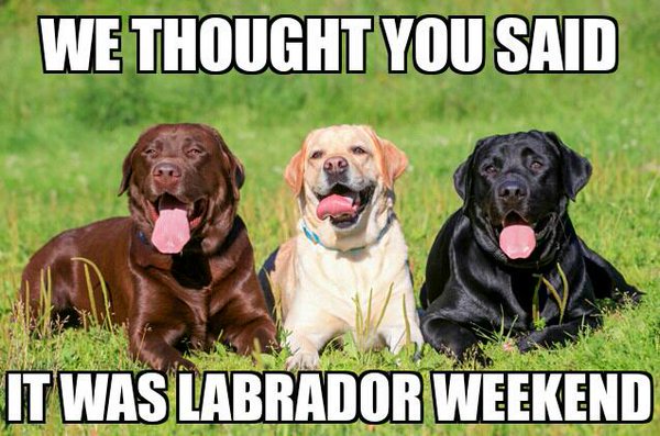 workingdogmag's tweet photo. Right?!? #k9leadstheway #laborday #labradorweekend #wegotyoursix #workingdogmagazine https://t.co/ZqwjFyNYH1