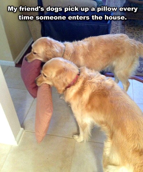 Are they saying "play with us?". Cutenesss! #goldenretriever #cute #answerthedoor
