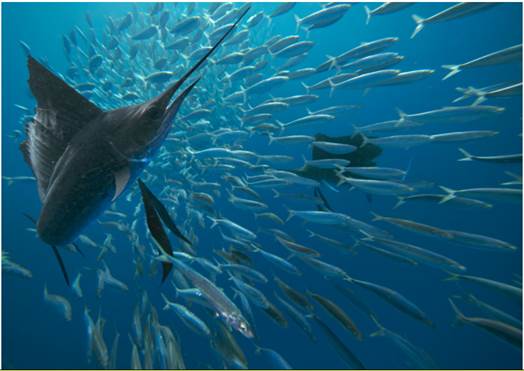 pewenvironment's tweet photo. Forage fish fuel the marine ecosystem. 50+ new species in the Mid-Atlantic now safe from unsustainable fishing https://t.co/9D4cSdlDO0 https://t.co/m5le2SYpsD