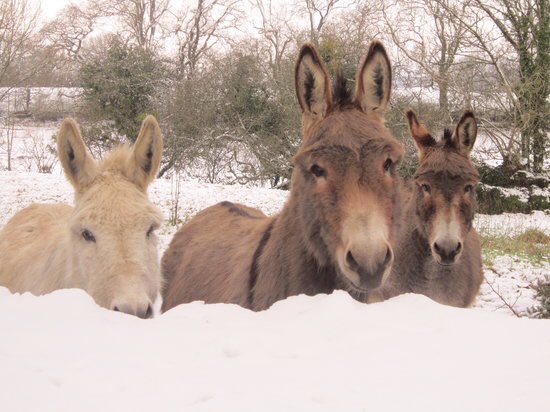 Arctic Donkeys #RuinABandInOneLetter