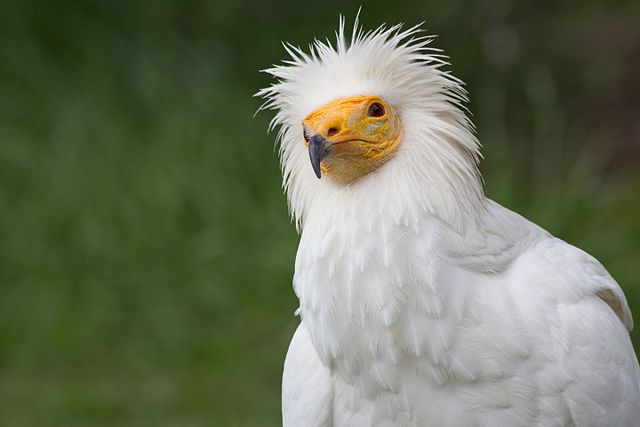 MethodsEcolEvol's tweet photo. ICYMI, find out how habitat connectivity helps with #Vulture #Conservation: https://t.co/vlrwDpvQDe
#Ornithology #VultureAwarenessDay https://t.co/u7VSHs9SJV