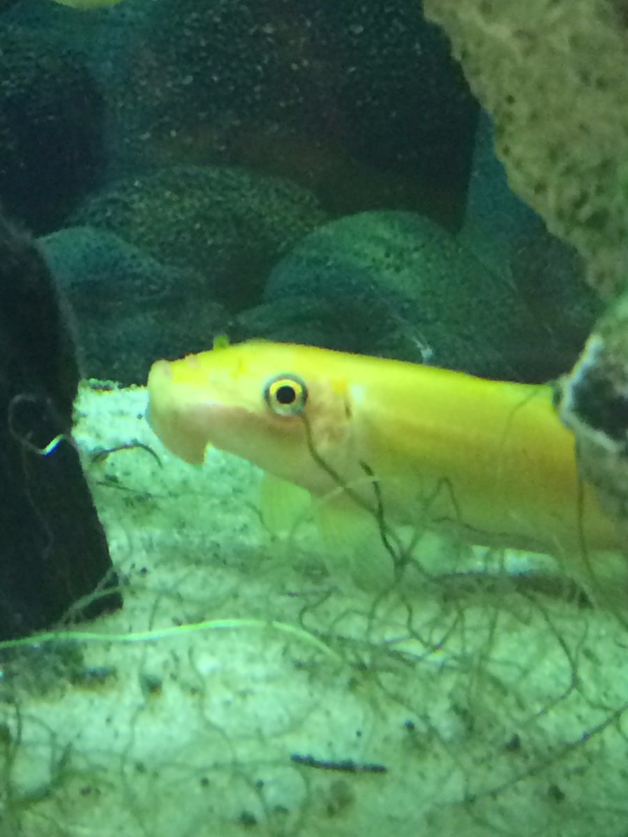 SuffolkFish's tweet photo. The fish have joined Twitter, we are awesome!
Nominated admin for the account is algae eater, as he's the boss.
Here's algae eater #fishrule https://t.co/vWKnHuuMGp