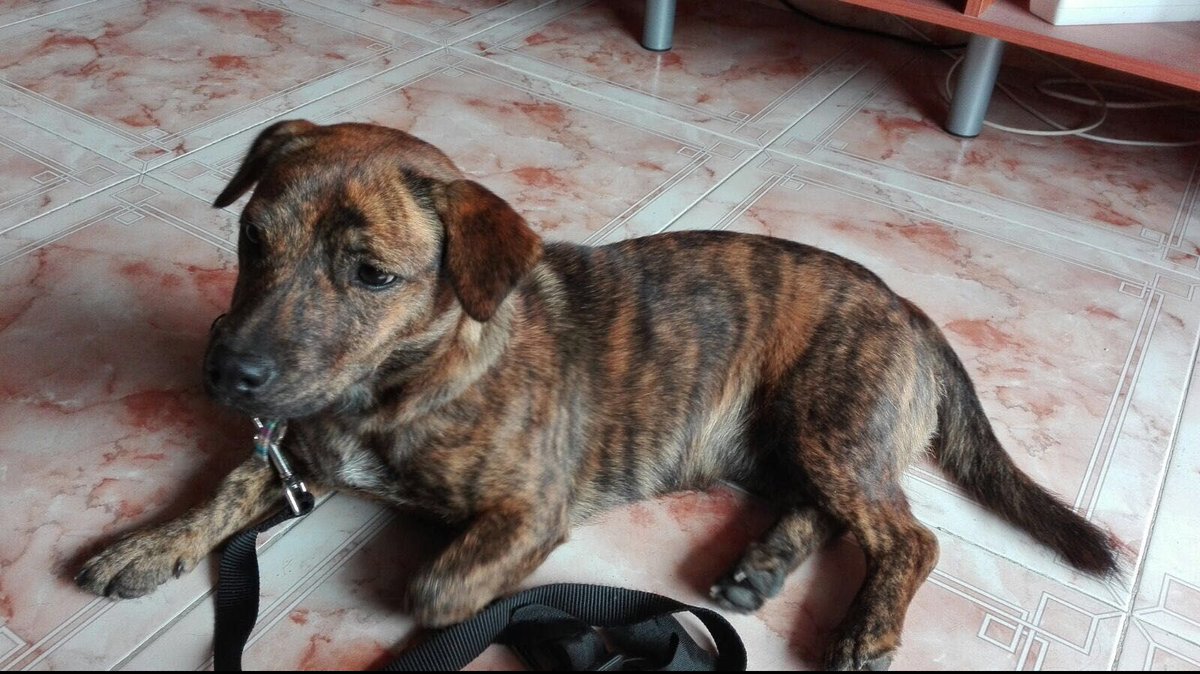 hrborja's tweet photo. Se busca dueño para una cachorrita de presa canario en Gran Canaria. Es preciosa y está asustada pero es mansa, tenía correa pero no chip https://t.co/HxphZlqO1y