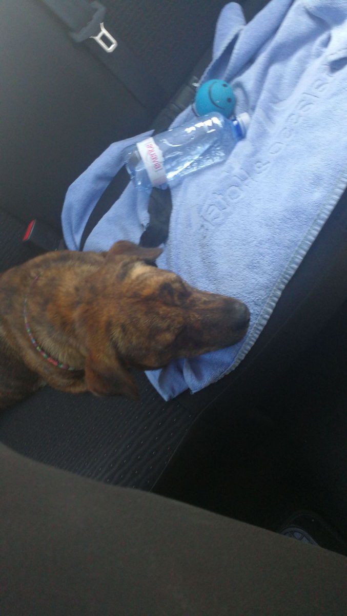 hrborja's tweet photo. Se busca dueño para una cachorrita de presa canario en Gran Canaria. Es preciosa y está asustada pero es mansa, tenía correa pero no chip https://t.co/HxphZlqO1y